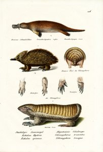Duckbilled Platypus, 1824